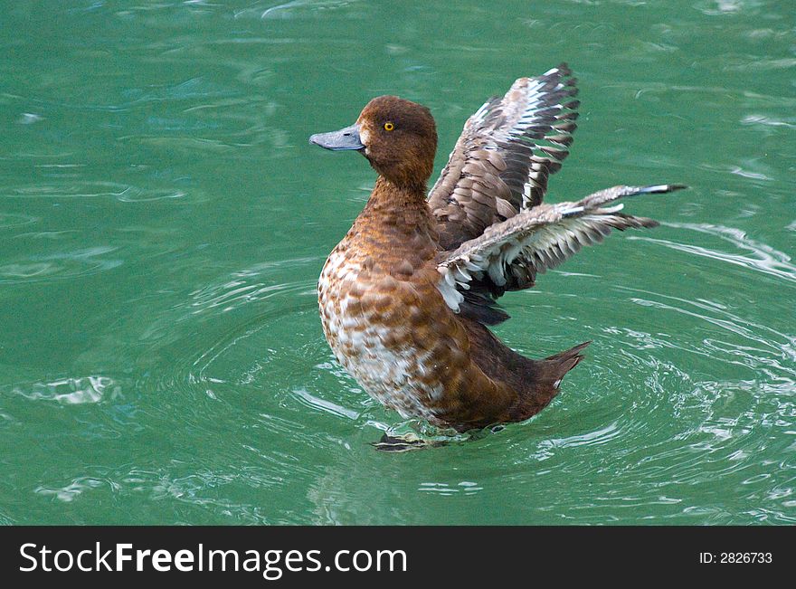 A brown duck, spreading it's wings on water. A brown duck, spreading it's wings on water