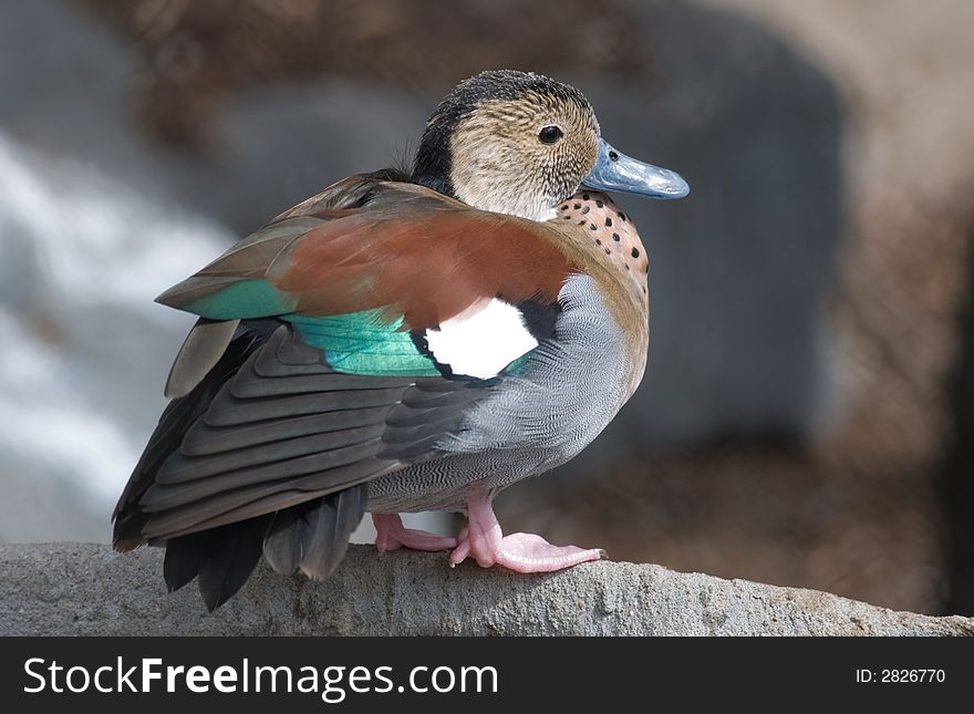 A detailed photo of a colourful duck. A detailed photo of a colourful duck