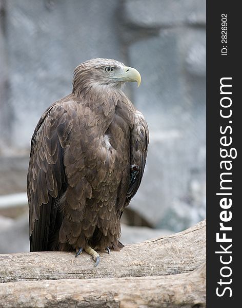 Detailed photo of an eagle sitting in rocks