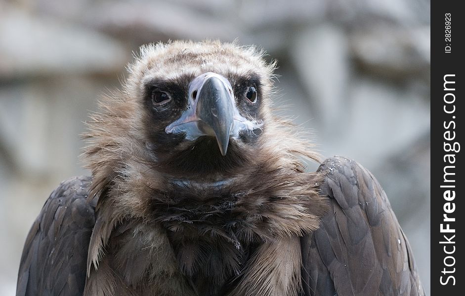 A detailed photo of a griffon-vulture sitting between rocks