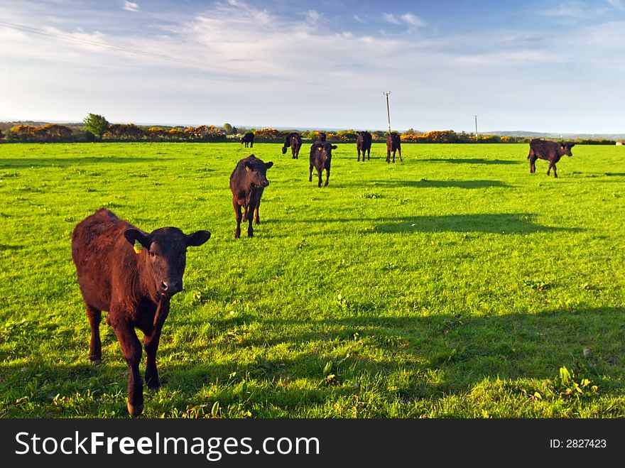 Welsh Countryside pasture with cows