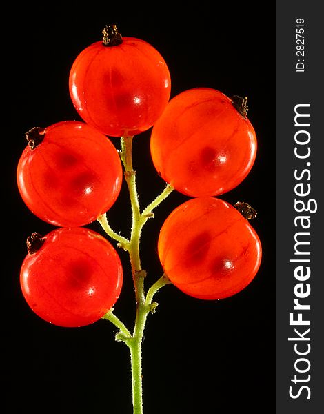 Five red currants on black background