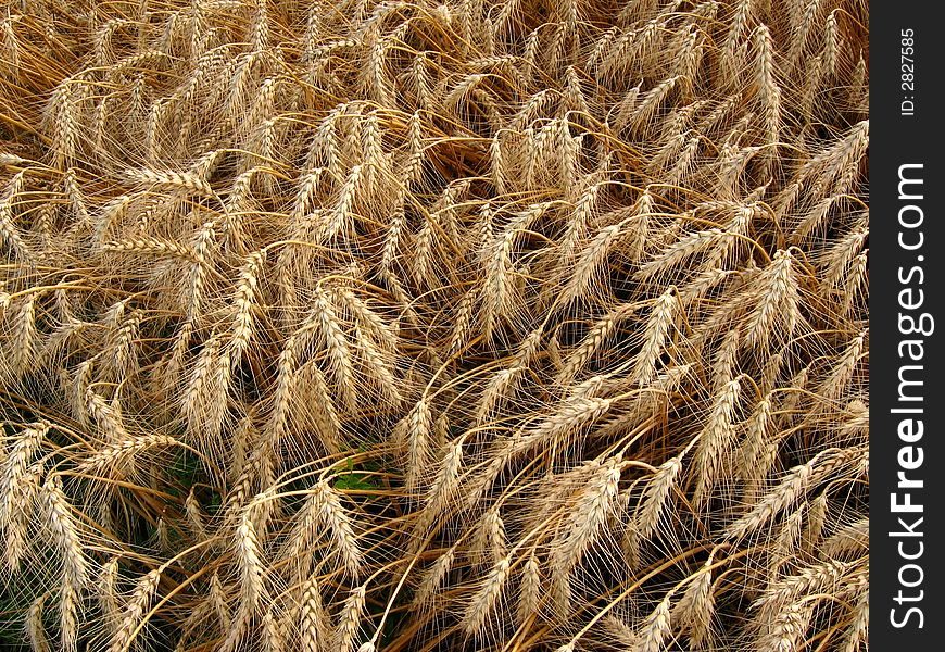 Close-up of the wheat field