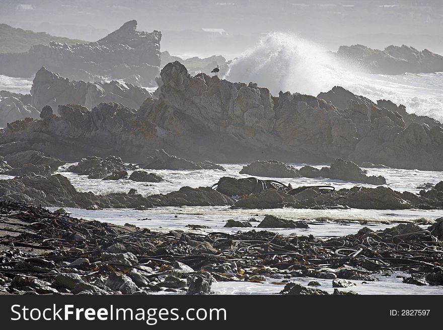 Rocky shore of the ocean Africa, penguins in background. Rocky shore of the ocean Africa, penguins in background