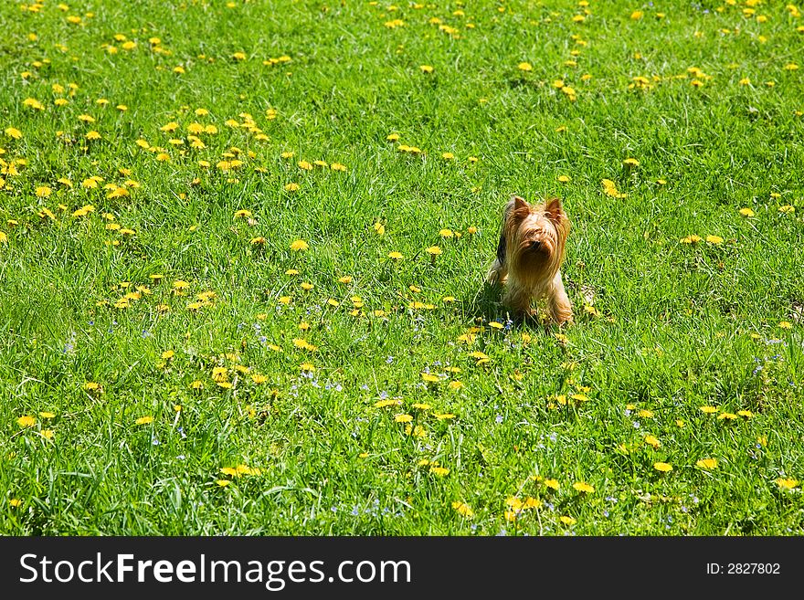 Small ginger dog (maltese)on the green grass with yellow dandelions. Small ginger dog (maltese)on the green grass with yellow dandelions