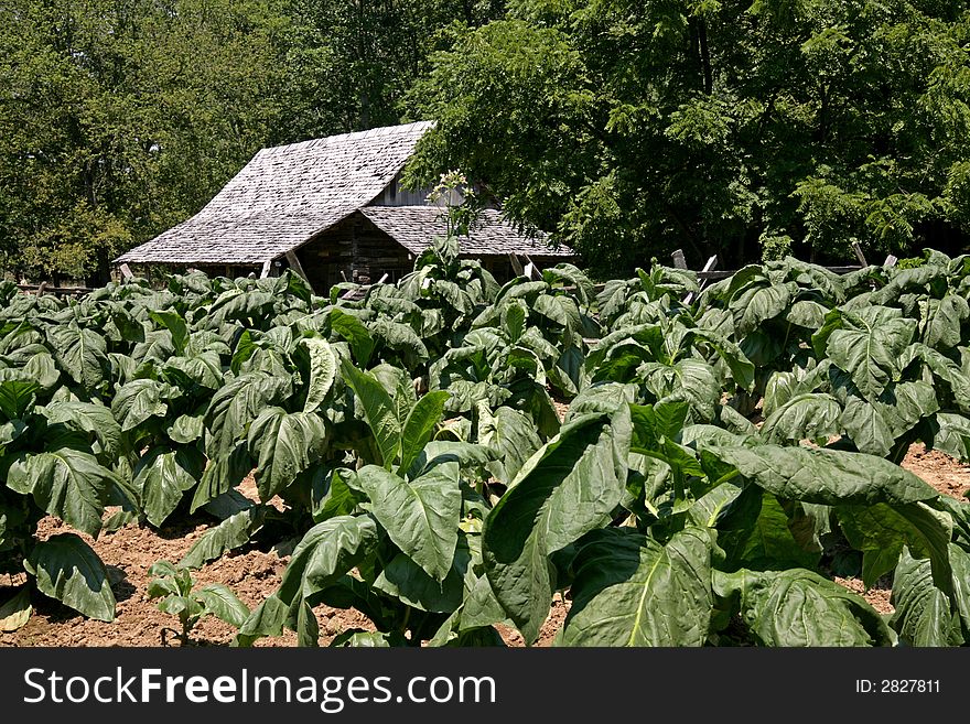 Homeplace is a restoration of a farming community in the 1850's in Tennessee. Located In the land between the lakes . Homeplace is a restoration of a farming community in the 1850's in Tennessee. Located In the land between the lakes .