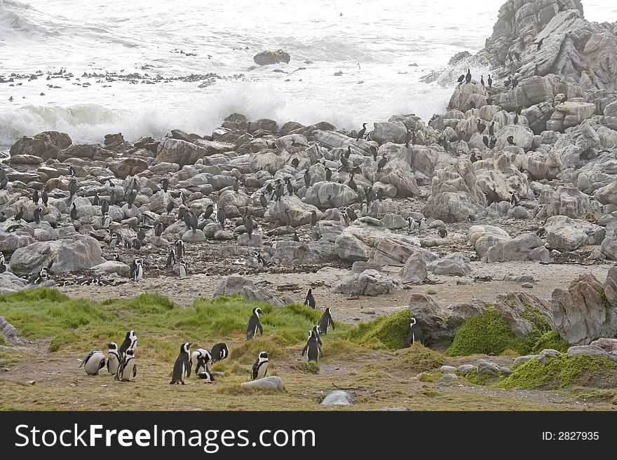 Rocky shore of the ocean Africa, penguins in background. Rocky shore of the ocean Africa, penguins in background