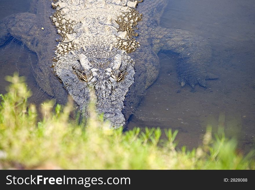 Wild crocodile in river, Namibia Africa