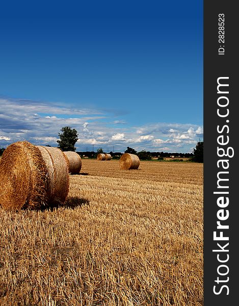 Yellow grain harvested on a farm field