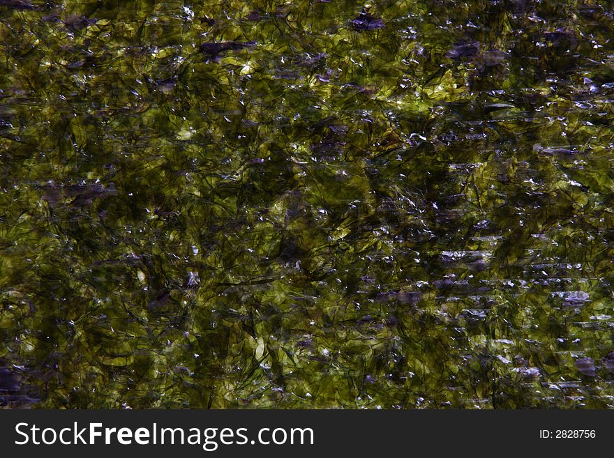 Dry seaweed for japanese kitchen on white background. Dry seaweed for japanese kitchen on white background