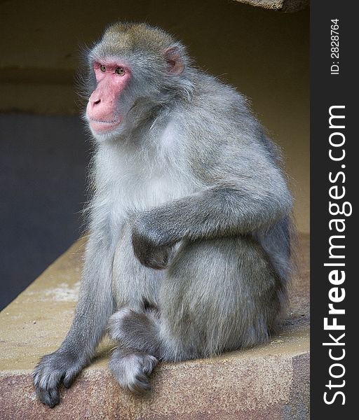 View of macaque in its enclosure. View of macaque in its enclosure