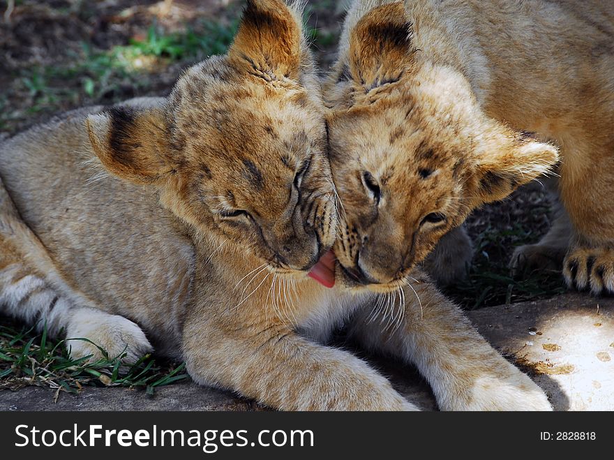 Lion babys cleaning each other. Lion babys cleaning each other