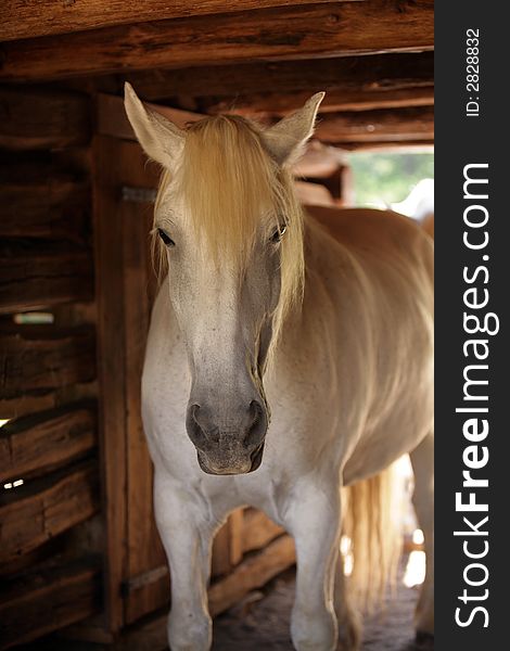 The Percheron is a farm horse from europe , used by the early american settlers this is one sturdy animal