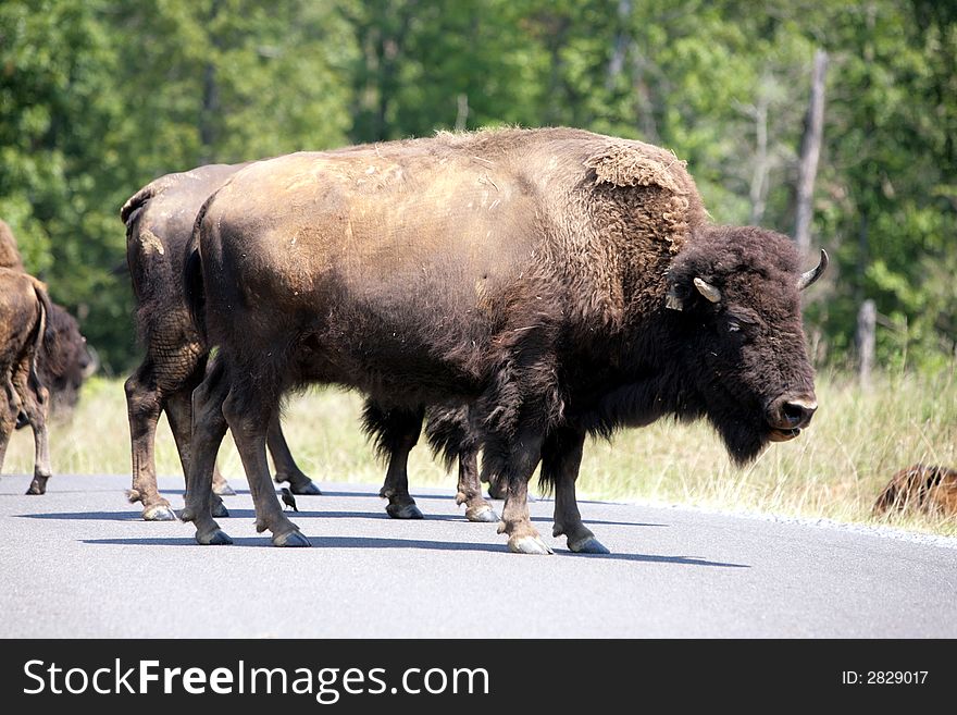 American Bison blocking a road in free range area. American Bison blocking a road in free range area