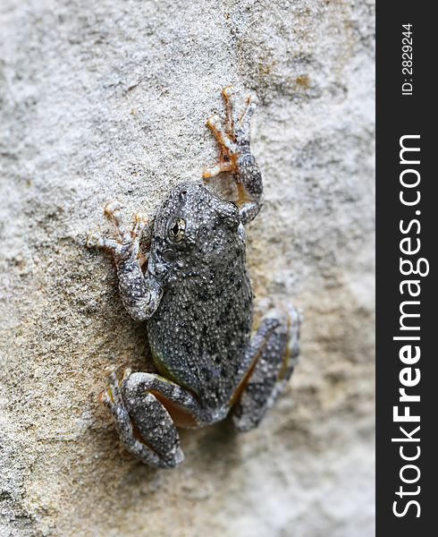 A Canyon Tree Frog Clings to the Side of A Rock. A Canyon Tree Frog Clings to the Side of A Rock