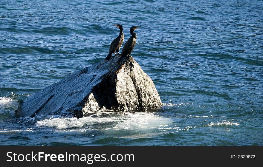 A pair of cormorants share a rock. A pair of cormorants share a rock