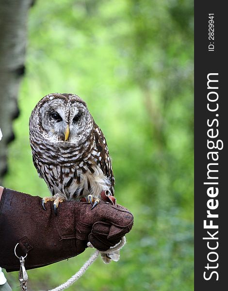 A barn owl sitting on the arm of a handler