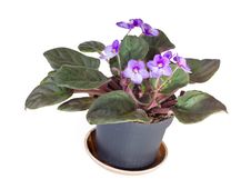 African Viola In The Pot Royalty Free Stock Photos