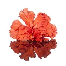 Hibiscus Flower Stock Images Hibiscus Flower Stock Images