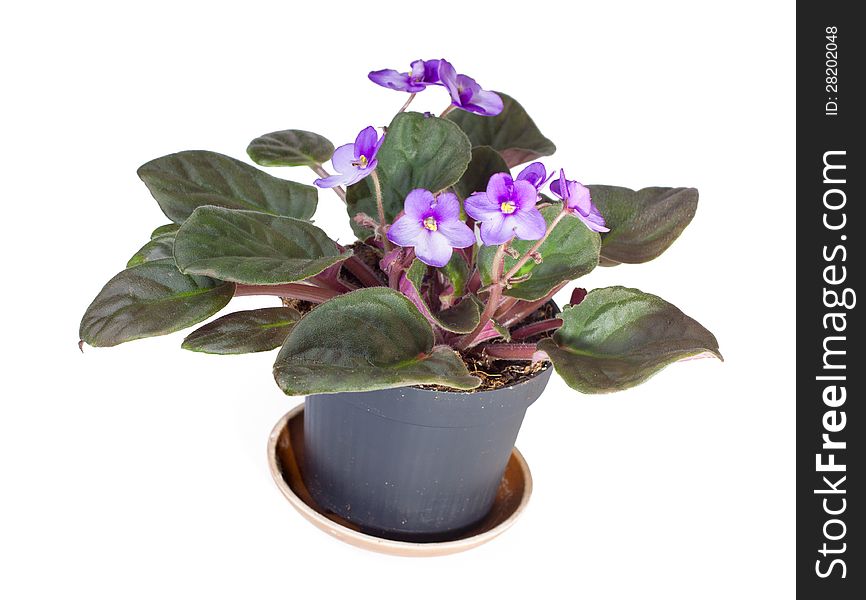 African Viola In The Pot