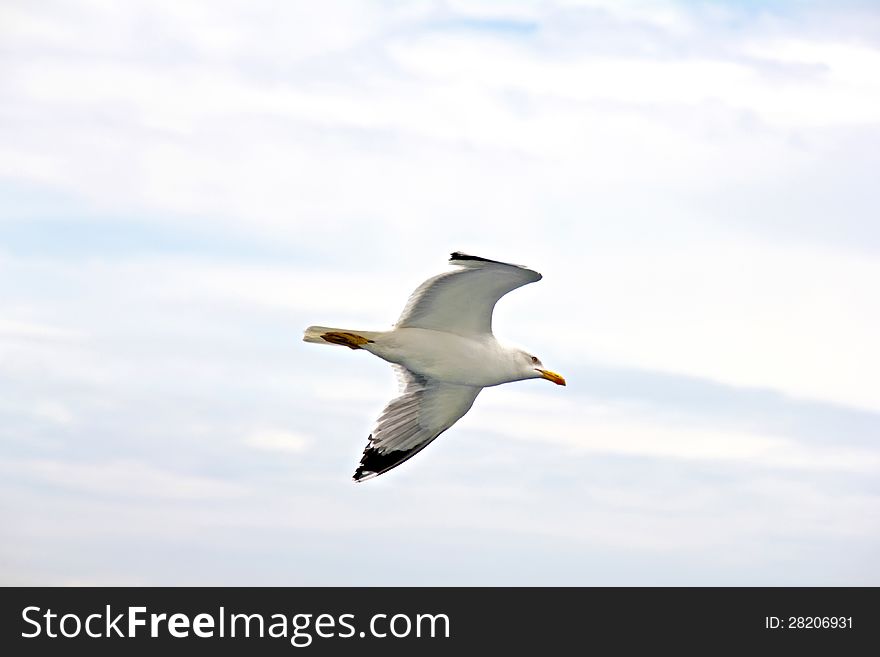 A sea gull in flight with wings spread on cloudy sky