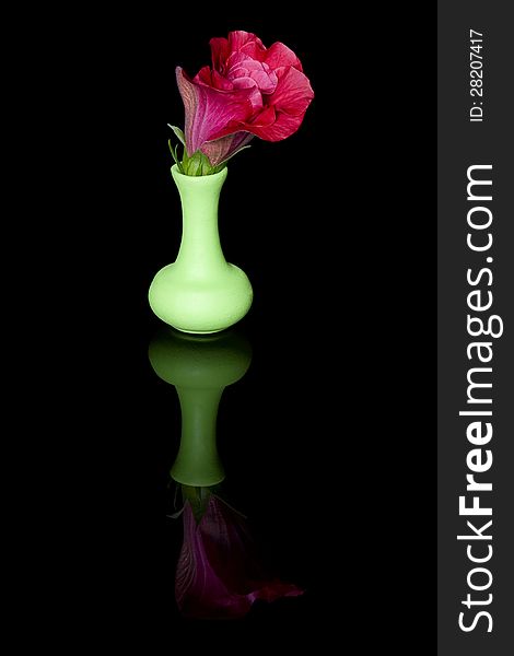 Hibiscus flower in a green jug with mirror reflection on a black background. Hibiscus flower in a green jug with mirror reflection on a black background.