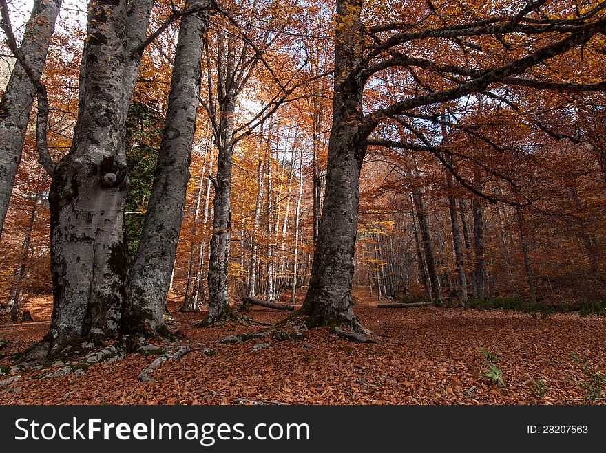 Autumn colors in a forest of Makedonia, Greece. Autumn colors in a forest of Makedonia, Greece