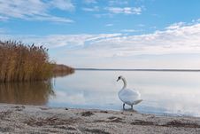 Swan On The Lake Shore Royalty Free Stock Images Swan On The Lake Shore Royalty Free Stock Images