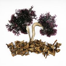 Seaweed And Mushrooms Royalty Free Stock Images Seaweed And Mushrooms Royalty Free Stock Images