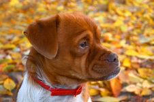 Serious Dog Royalty Free Stock Photo Serious Dog Royalty Free Stock Photo