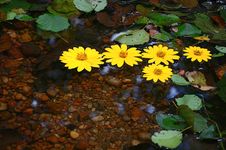 Yellow Daisies Floating On Water Royalty Free Stock Photo Yellow Daisies Floating On Water Royalty Free Stock Photo