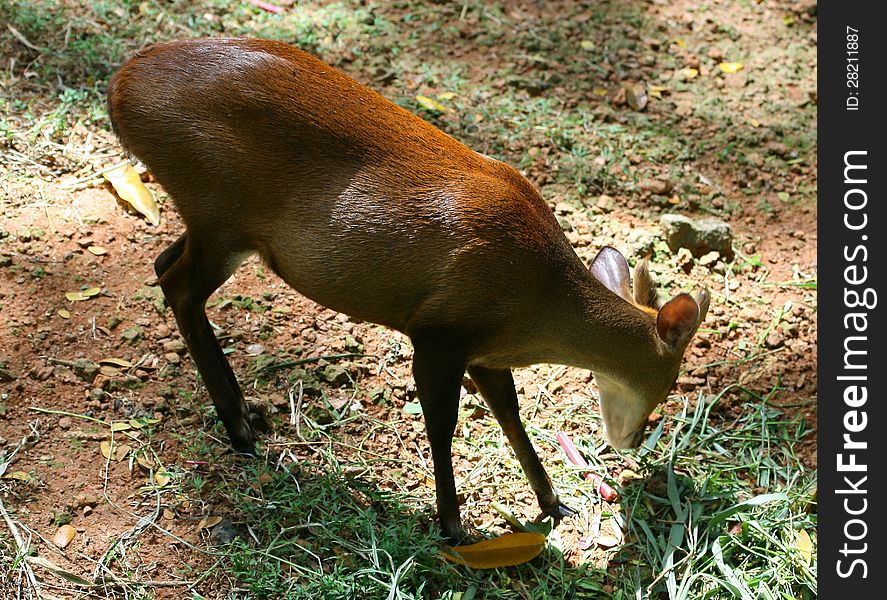 Red deer grazing in the park