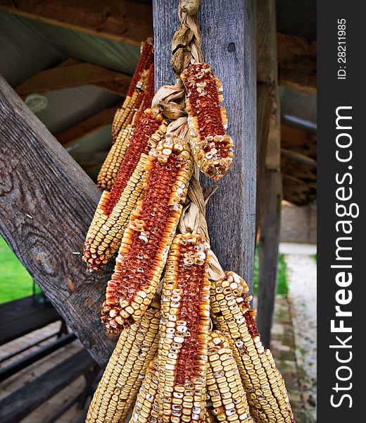 Corn cobs hanging on the beam as food for birds. Corn cobs hanging on the beam as food for birds