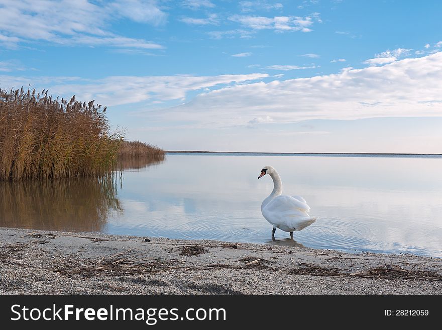 White swan at european lake with reeds and blue sky play the lake level. White swan at european lake with reeds and blue sky play the lake level