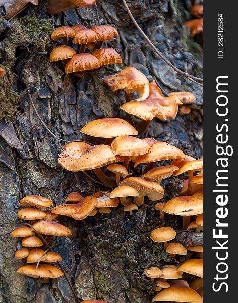 Mushroom a honey agaric on stub in a forest
