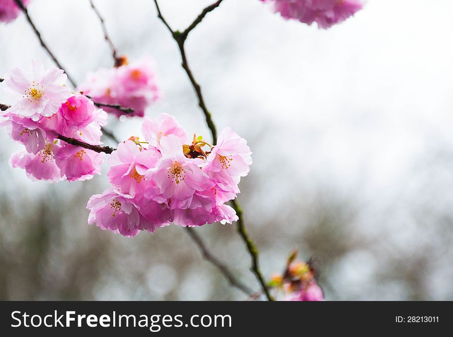 Close up Cherry blossoms in rainy day