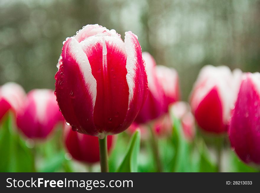 Flowers in Keukenhof park in rainy day. Flowers in Keukenhof park in rainy day