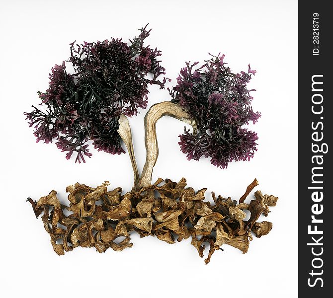 Tree-shaped composition, fresh seaweed branches, and trunk and ground dried mushrooms on white background. Tree-shaped composition, fresh seaweed branches, and trunk and ground dried mushrooms on white background
