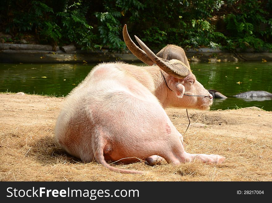 Rare albino buffalo resting in farm. Rare albino buffalo resting in farm.