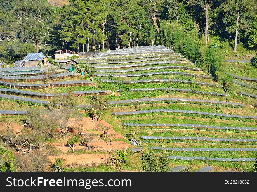 Higher ground agriculture plots covered with plastic roof on mountain slope.