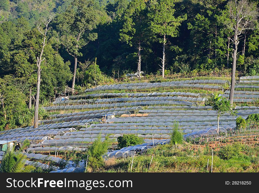 Higher ground agriculture plots of vegetables and flowers on mountain slope. Higher ground agriculture plots of vegetables and flowers on mountain slope.