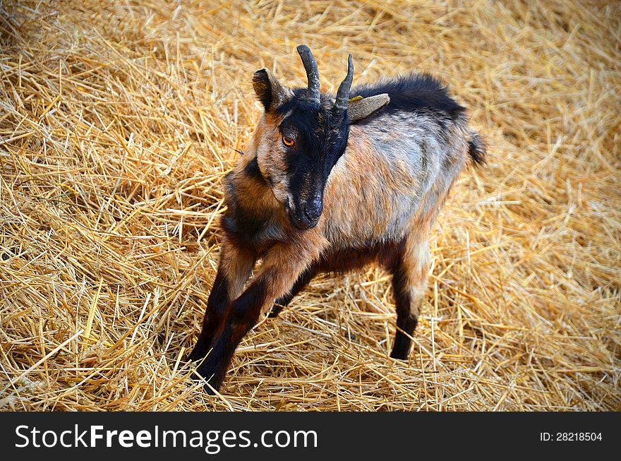 Baby goat on a yellow straw bedding