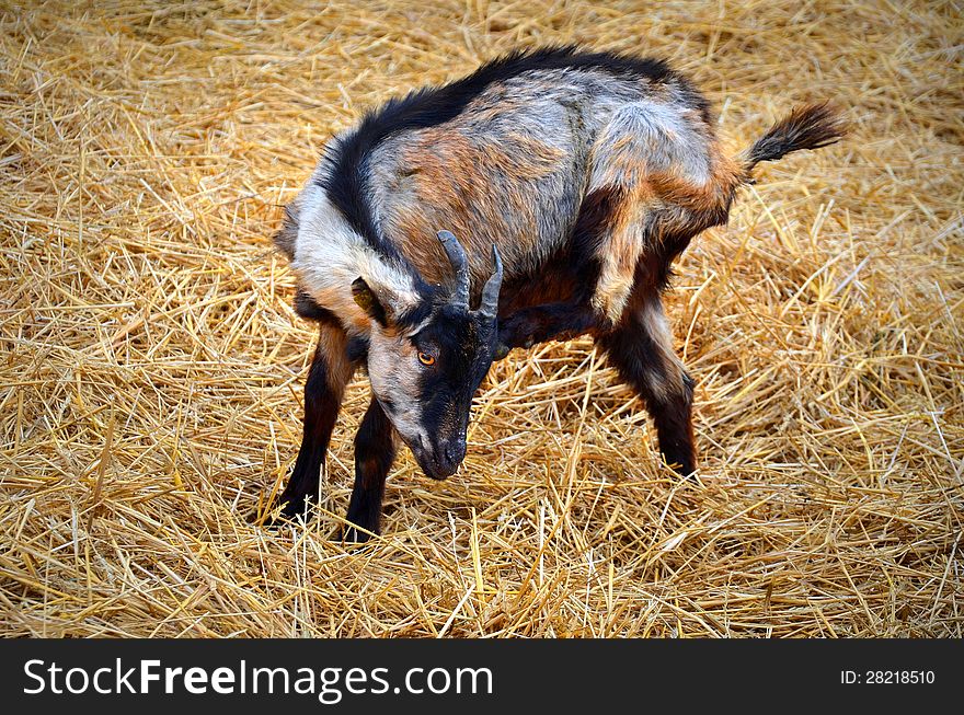 Beautiful baby goat on a yellow straw bedding