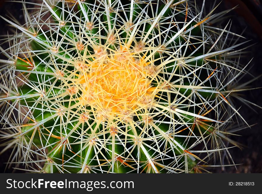 Closeup of a green cactus with sharp white thorns. Closeup of a green cactus with sharp white thorns