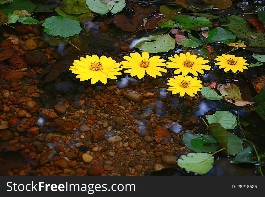 Yellow daisies floating on water surrounded by green and brown leafs with pebbles seen through water