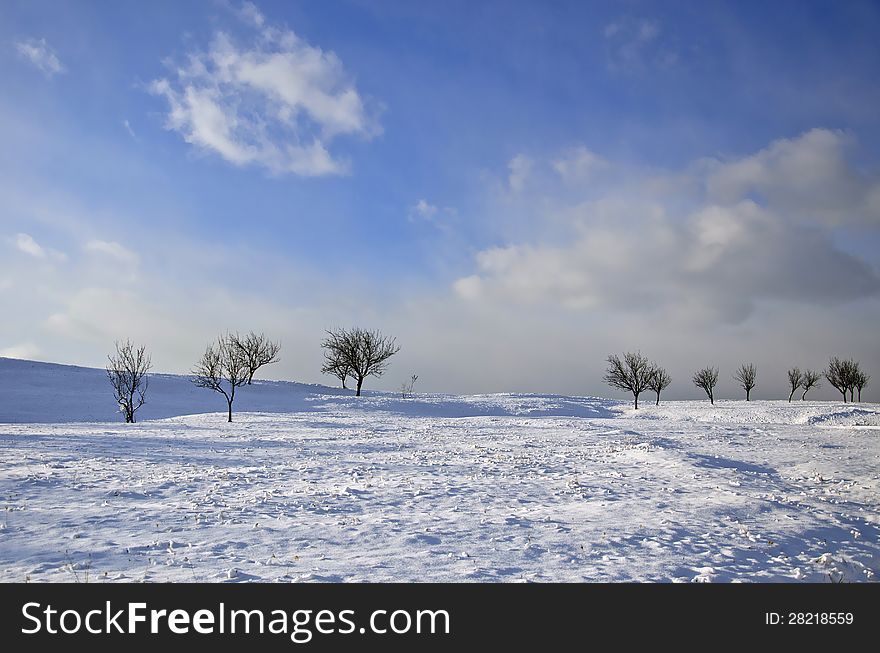 Winter landscape with little leafless trees on a hill