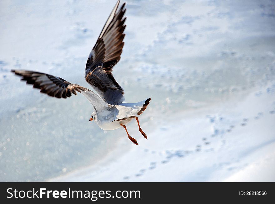 Seagull in flight against frozen river in a sunny day