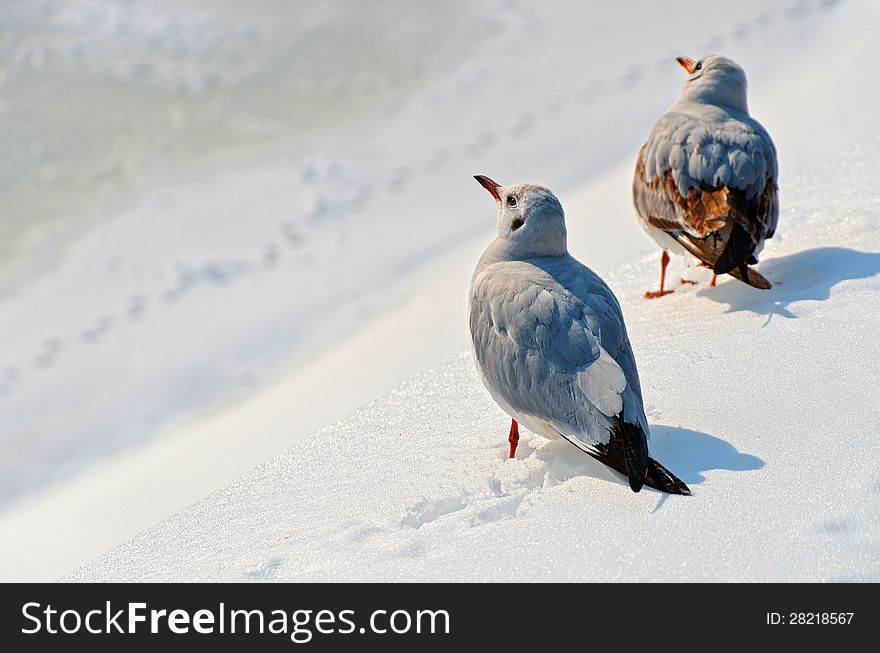 Two seagulls in the snow on a sunny winter day with copy space on left