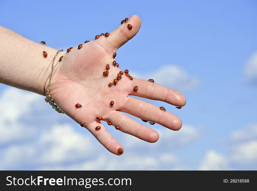 Ladybugs on a girl's hand on blue cloudy sky background. Ladybugs on a girl's hand on blue cloudy sky background