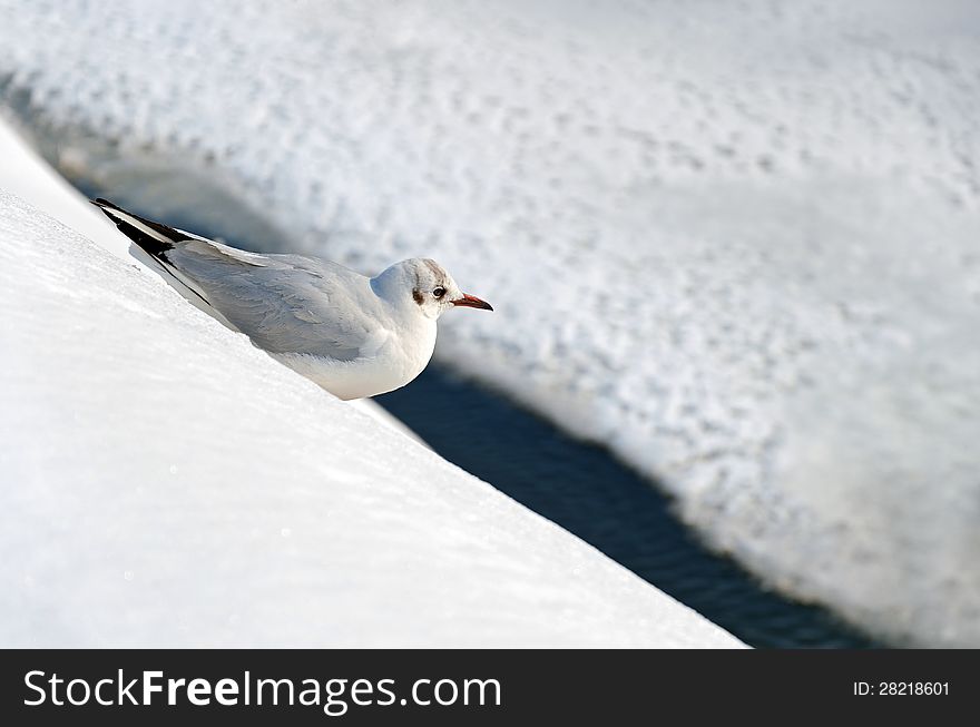 Seagull resting in the snow on a sunny winter day with copy space on right